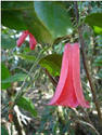 chile flora