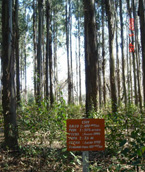 Forestal Mininco plantation