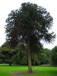 monkey puzzle tree