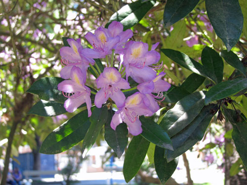 IMG_1865 copy