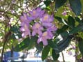 IMG_1865 copy