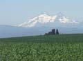 IMG_2068 copy