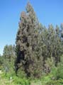 IMG_2082 copy