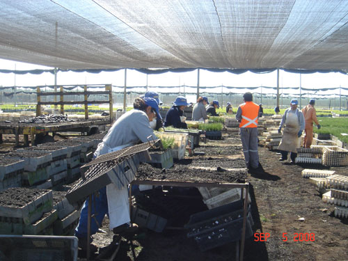 container packers at carlos douglas nursery5