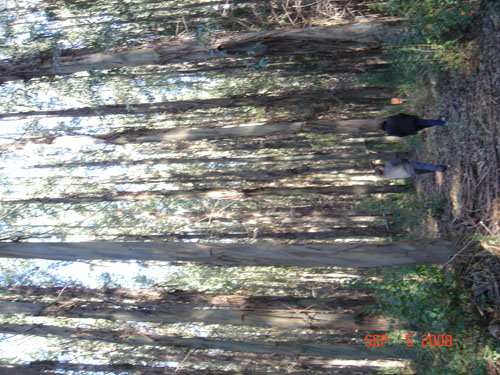 euclypt plantation