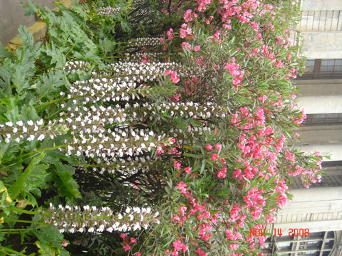 flowers in santiago