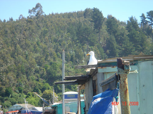 seagull