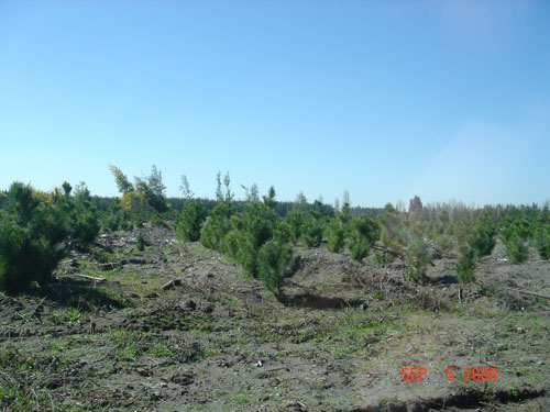 young pines