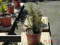 alerce tree