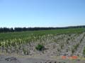 carlos douglas nursery