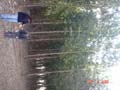 cecilia and jean-pierre in euclypt plantation
