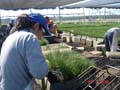 container packers at carlos douglas nursery4