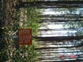 euclypt plantation experiment2