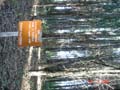 euclypt plantation experiment3