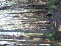 euclypt plantation