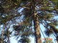isabel couisno park-lota6