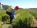 patricio2 at carlos douglas nursery