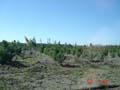 young pines