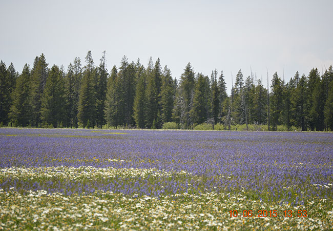 Wyoming Scenery