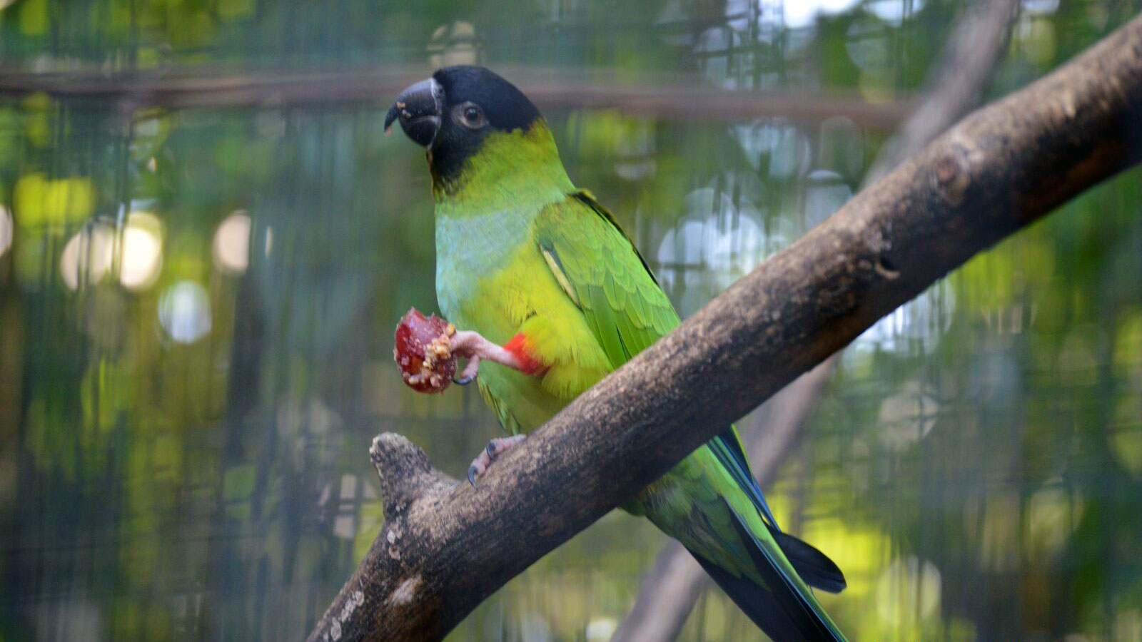 Macaw